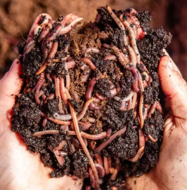 Red Wiggler Worms - Ultimate Composters & Pet Food – Pasadena